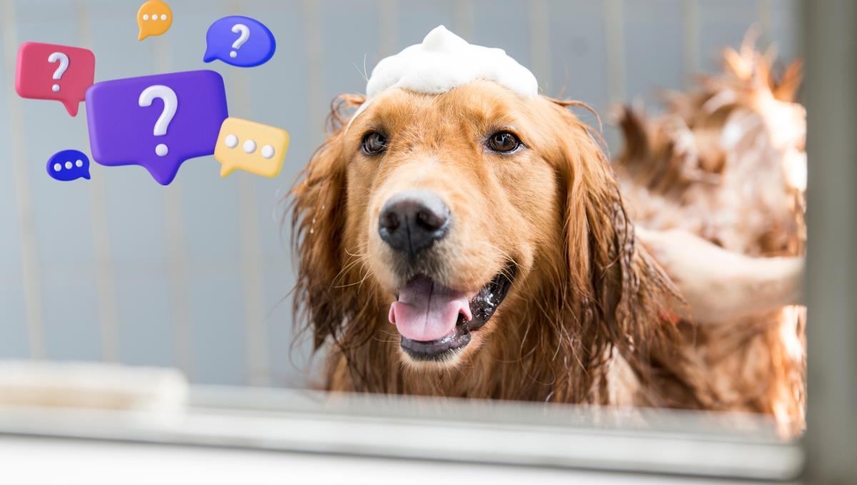 ¿Tu perro lo hace? El motivo por el que algunos siguen a sus dueños al baño