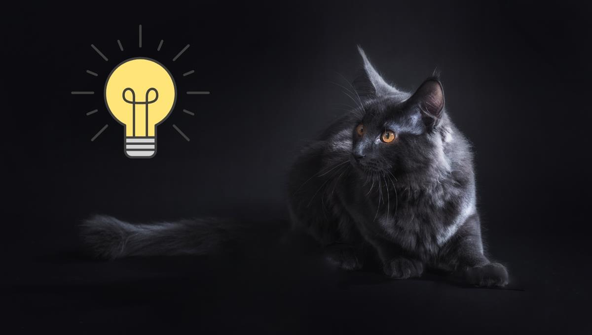 El truco con la iluminación que ayudará a tu gato