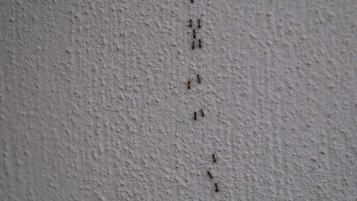 Qué significa ver un camino de hormigas en la casa o el jardín, según el Feng Shui