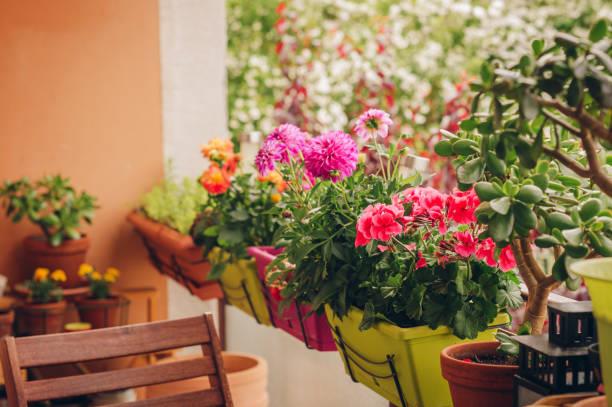 Las plantas con flores que debes sembrar en tu terraza o balcón en septiembre, según expertos