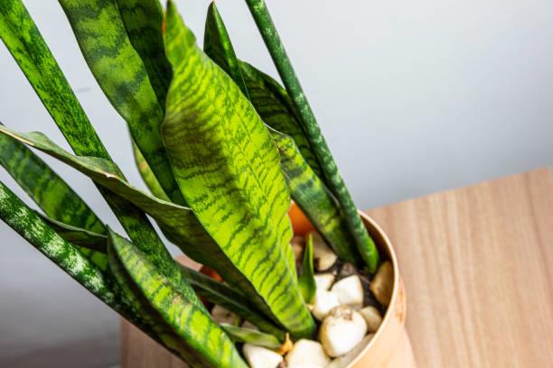 La elegante planta que llega para destronar a la lengua de suegra del interior de casa