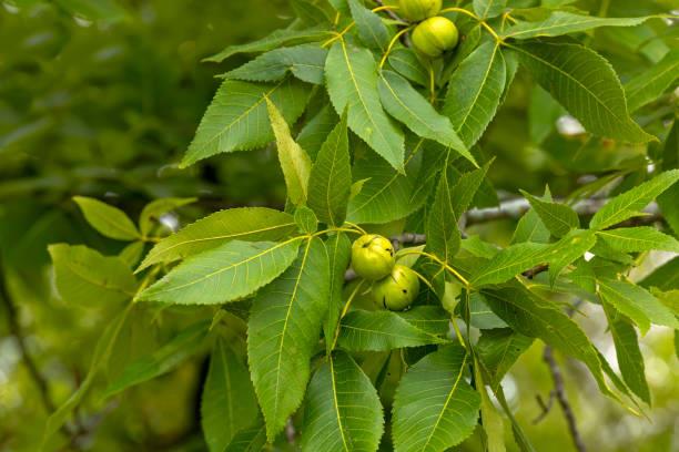 Cómo eliminar las canas y oscurece el cabello con hojas de un árbol rústico