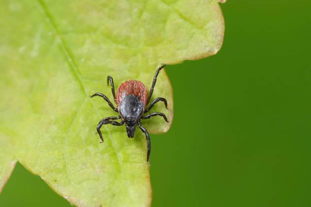 No es la lengua de suegra: la planta que debes quitar de casa porque es un imán para las garrapatas