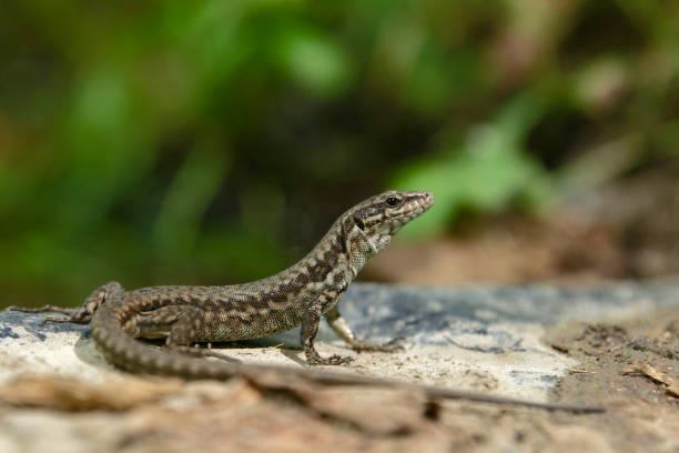 Pocos lo saben: qué significa encontrar una lagartija dentro de casa