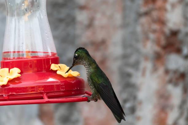 Cómo preparar néctar casero para atraer colibríes al jardín