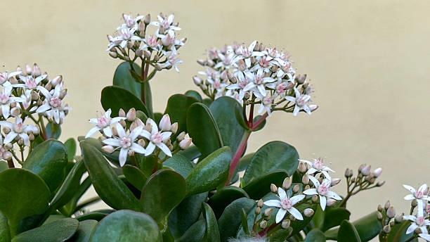 Cuántos años tarda en florecer un árbol de jade, según expertos en jardinería