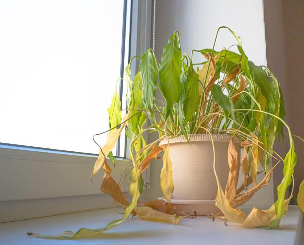 El secreto infalible para revivir cualquiera planta enferma solo con un ingrediente de cocina