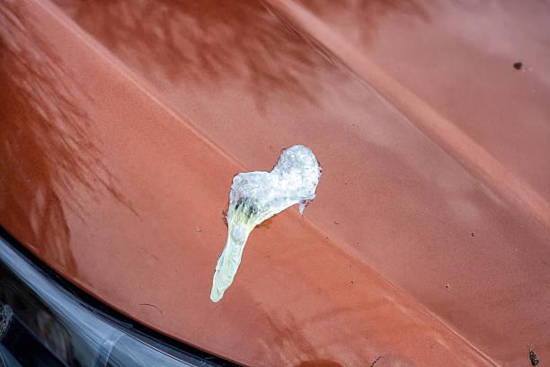 El truco de especialistas para limpiar el excremento de palomas de tu carro en pocos segundos