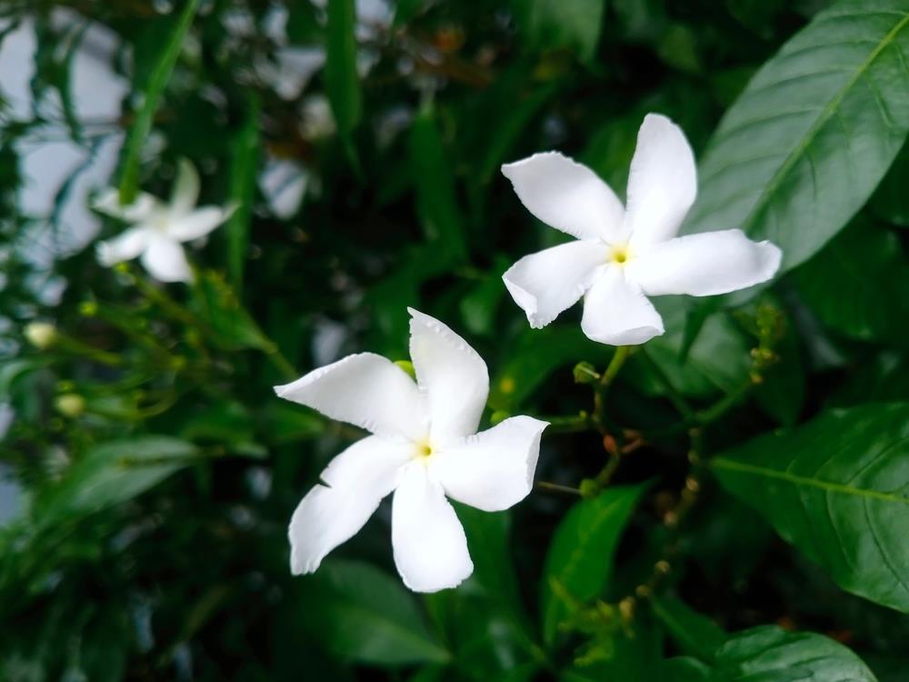 El método de jardinería que jamás falla para podar un jazmín y multiplicar su floración