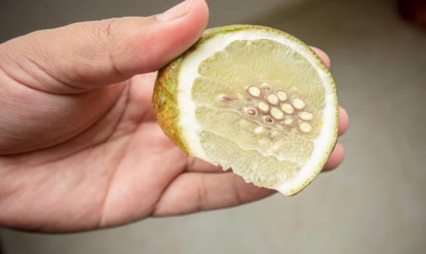 El secreto de maestros jardineros para sembrar un limonero desde cero y cosechar deliciosos limones en pocos meses