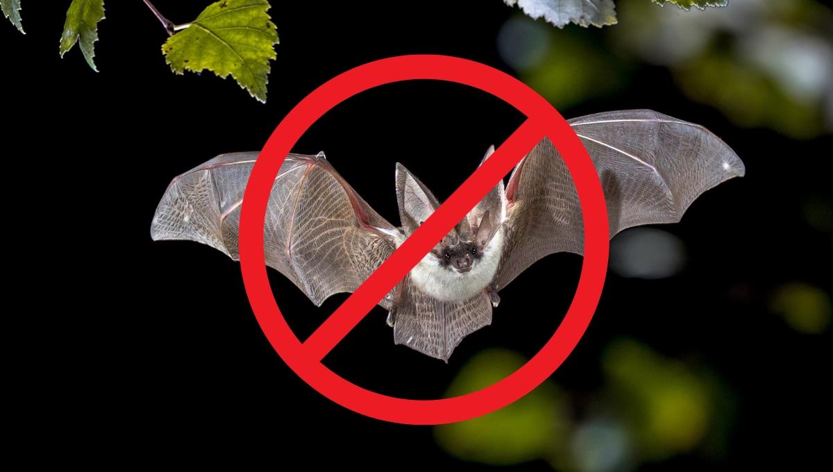 Paso a paso: qué hacer si tenés murciélagos dentro de tu casa