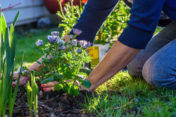 Ni canela ni café: el ingrediente que potenciará el crecimiento de las plantas y las mantendrá vigorosas los 365 días del año