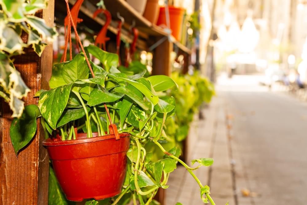 Pocos lo saben: el truco de jardinería infalible para que tu potus crezca frondoso en invierno