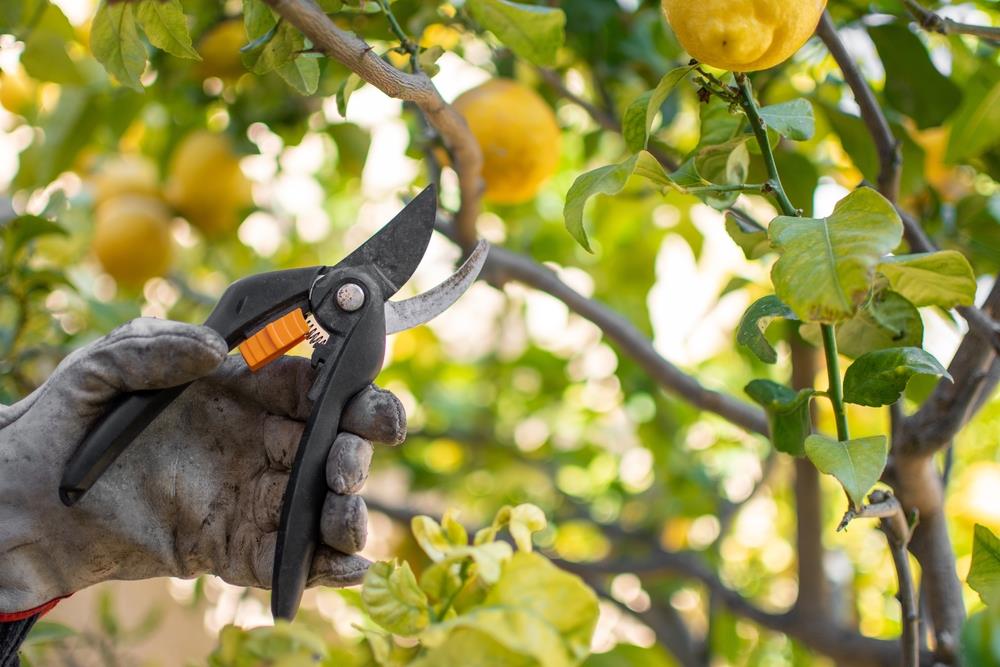 Limonero: el secreto para podar este árbol frutal y que estalle de frutas en pocas semanas