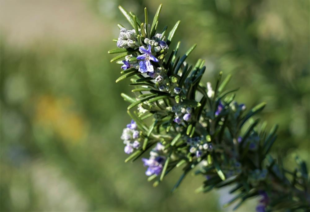 Pocos lo saben: qué significa que una planta de romero empiece a florecer