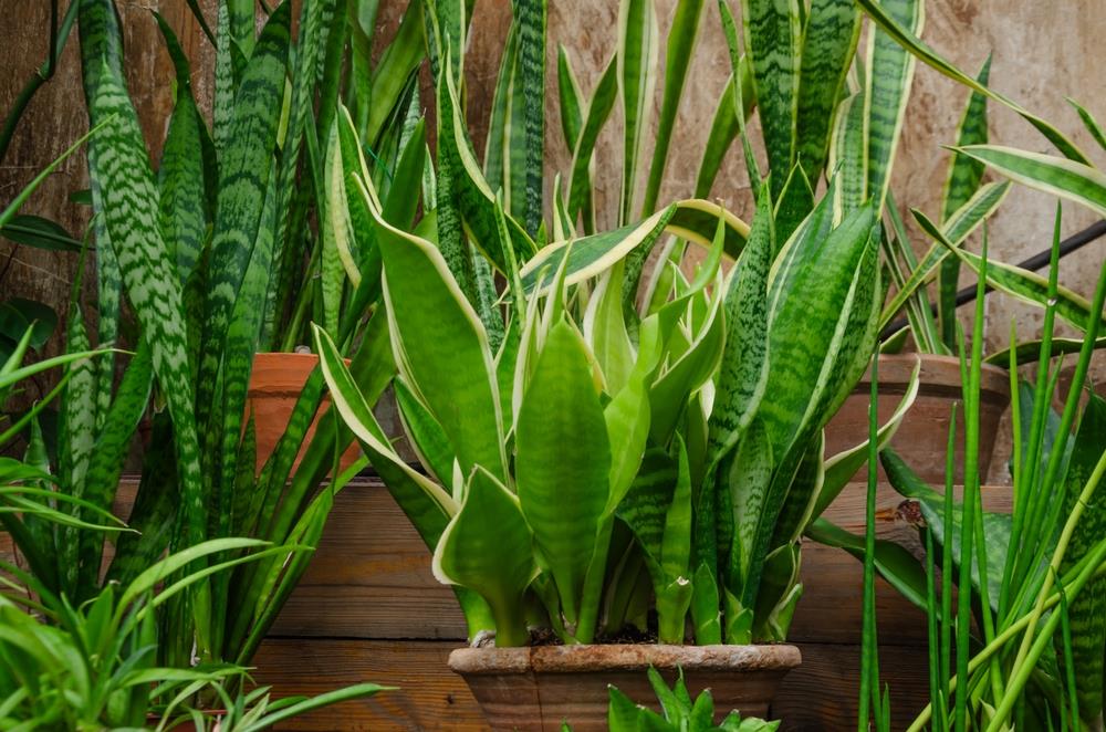 Cómo podar una sansevieria o lengua de suegra para estimular el crecimiento de sus hojas