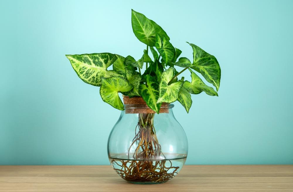Cuáles son las mejores plantas para tener en agua: le dan un toque sofisticado a tu hogar
