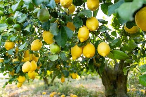 Truco de jardinería infalible para alejar las plagas del árbol frutal