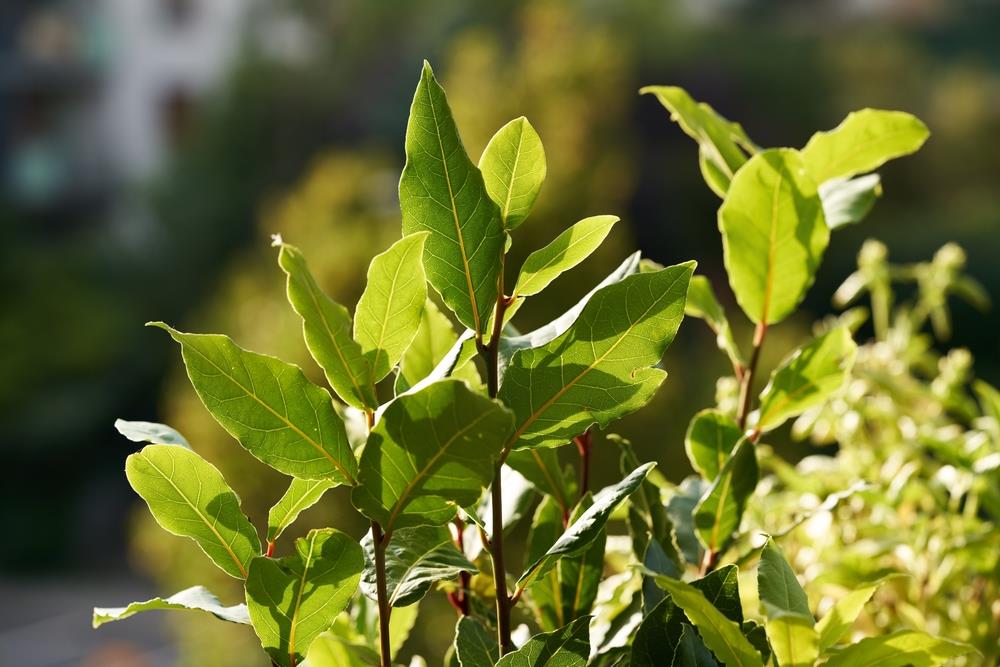 Ni romero ni laurel: lo que debes tener en la puerta de casa en diciembre para atraer dinero, según el Feng Shui