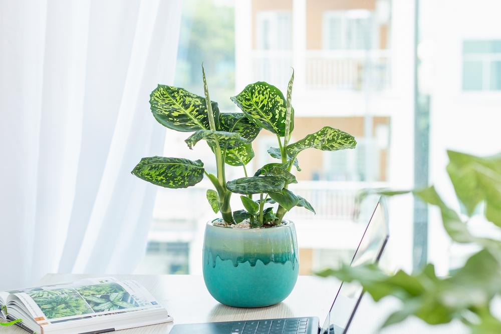 Esta planta es hermosa, la tienen muchos en su sala, pero tiene un alto nivel de toxicidad