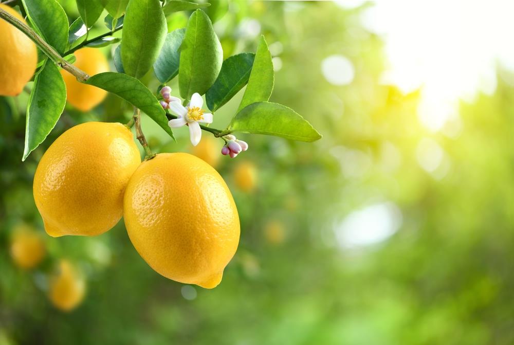 El truco de expertos en jardinería para que el limonero tenga flores perfumadas