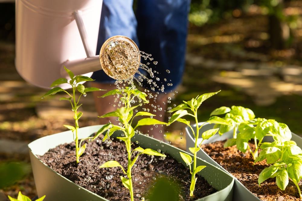 El potente abono casero que estimula el crecimiento de todas las plantas del jardín