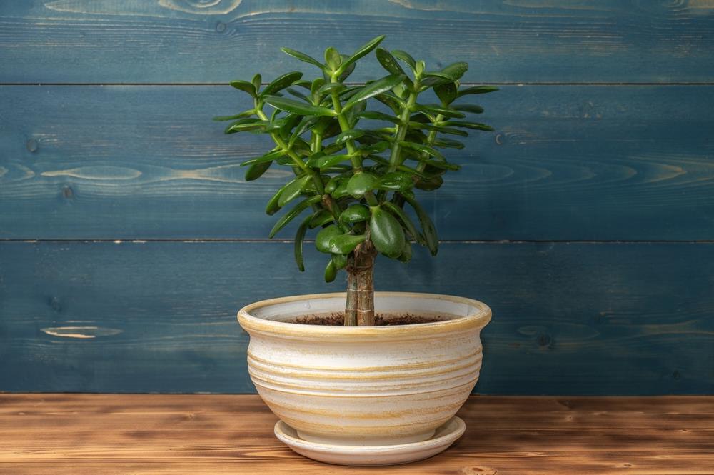 Lo que jamás debes hacer con tu árbol de jade en primavera: el consejo de especialistas para novatos