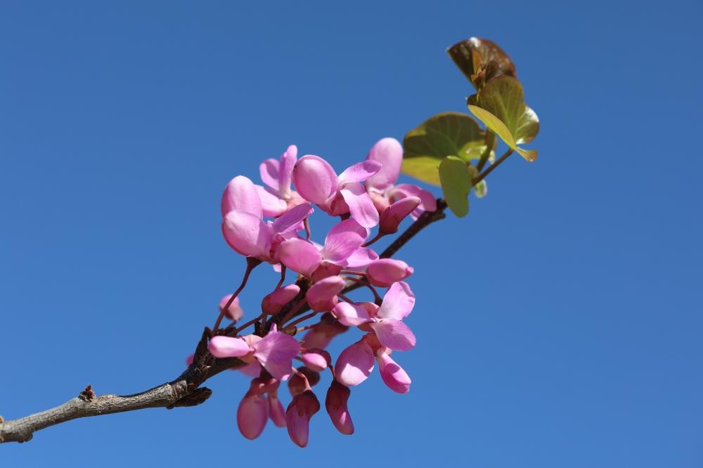 Árbol del amor: la planta con hojas en forma de corazón que crece hasta 10 metros y no exige cuidados de jardinería
