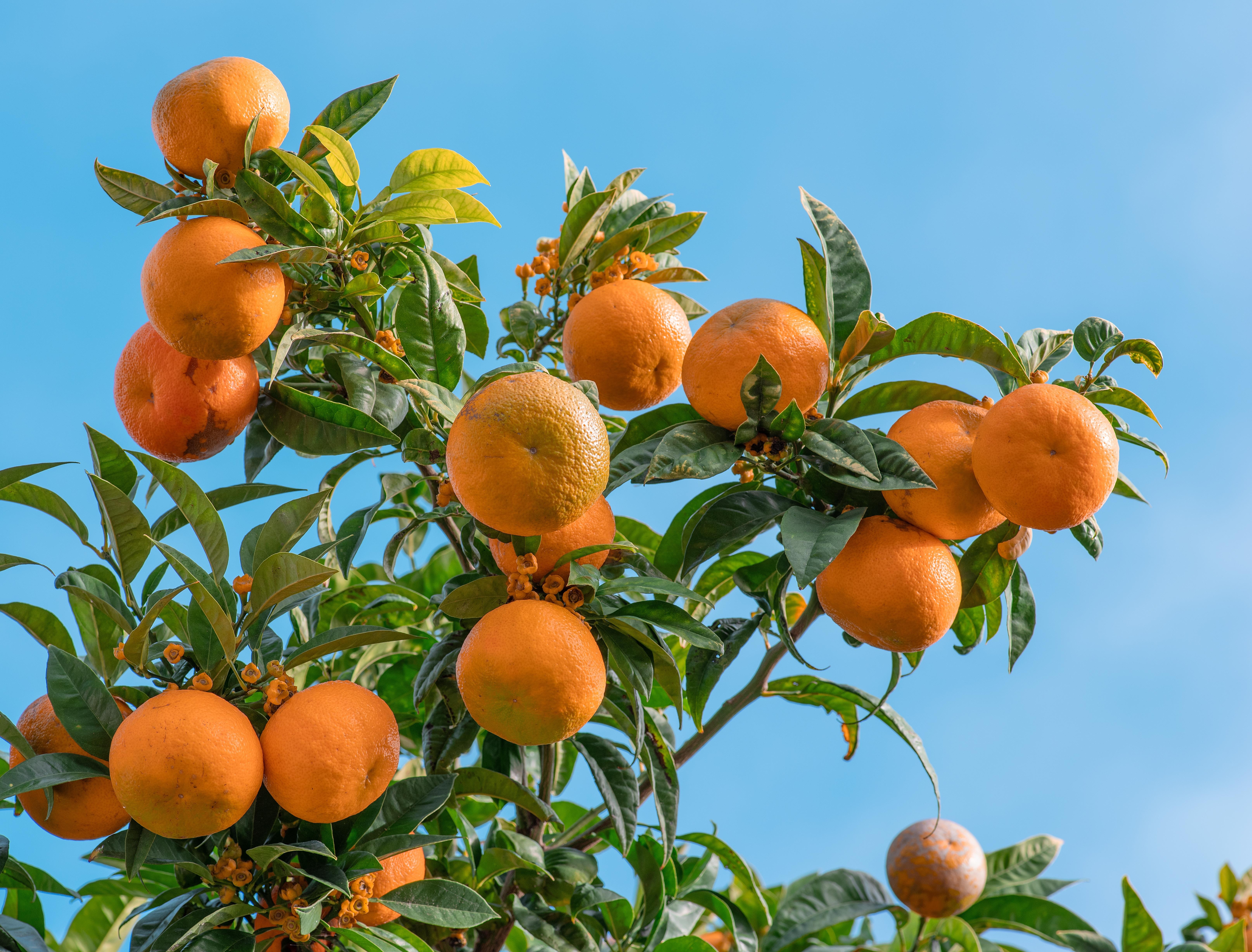 Lo que debes hacer con tu árbol de naranjas para cosechar frutas deliciosas, según expertos en jardinería