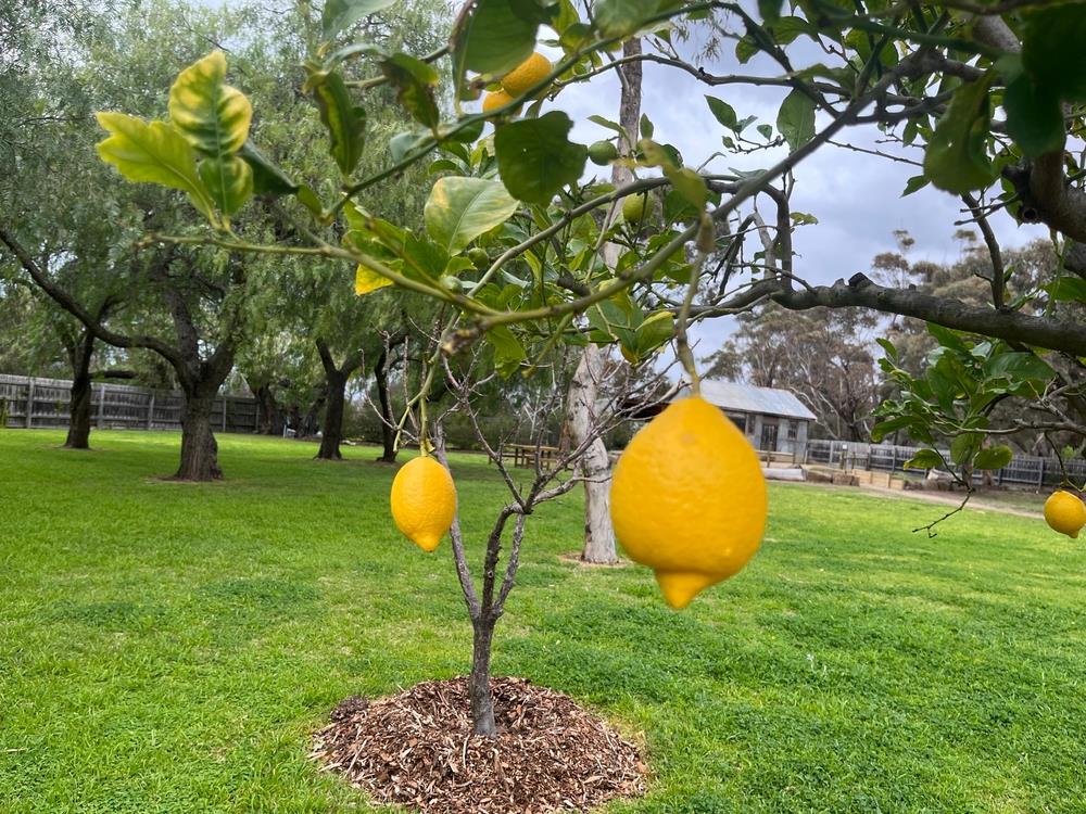 El truco de expertos en jardinería para que el limonero crezca fuerte y puedas cosechar limones jugosos