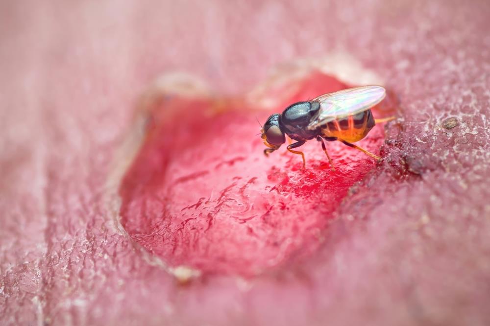Pocos lo saben: esta es la planta que debes tener en la cocina para ahuyentar a la mosca de la fruta