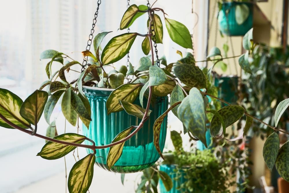 Pocos lo saben: qué significa que las plantas de interior crezcan torcidas hacia la ventana