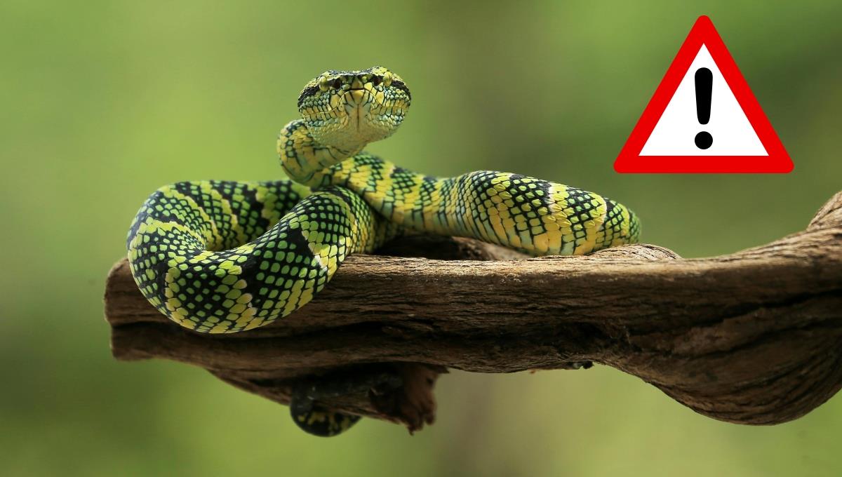 Paso a paso: qué hacer si se te mordió una víbora